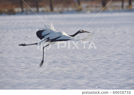 Displacement of crane (Hokkaido, Tsurui) 60038738