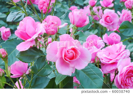 Pink roses in botanical garden 60038740