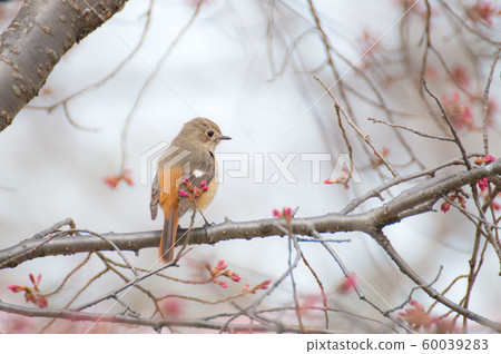 週比塔基呼籲春天 週比塔基呼籲春天 60039283