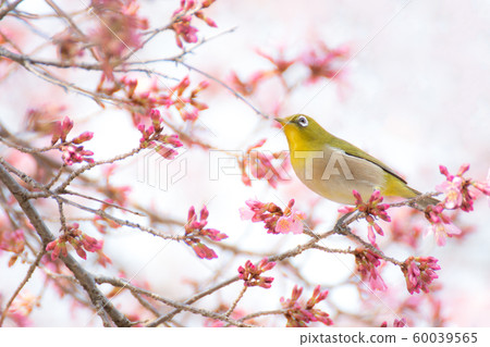 日本櫻花樹上的白眼 60039565