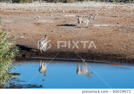 Giraffes an Impalas near a waterhole Giraffes an Impalas near a waterhole 60039673