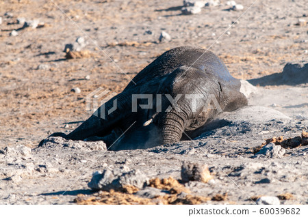 An African Elephant rolling itself over in the dirt. 60039682