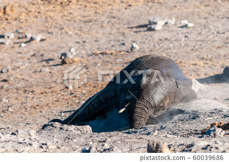 An African Elephant rolling itself over in the dirt. 60039686