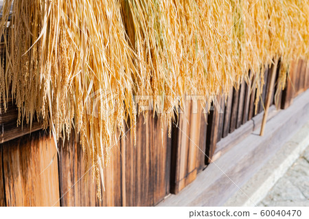 Rice ears sun-dried at the eaves 60040470