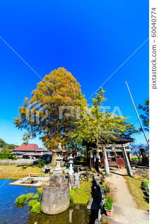 Seinoike的秋天景色[佐賀縣柏島郡白石町] 60040774