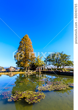 Autumn view of Seinoike [Shiraishi-cho, Kashiwajima-gun, Saga] 60040785