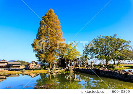 Autumn view of Seinoike [Shiraishi-cho, Kashiwajima-gun, Saga] 60040809