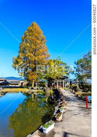 Autumn view of Seinoike [Shiraishi-cho, Kashiwajima-gun, Saga] 60040827