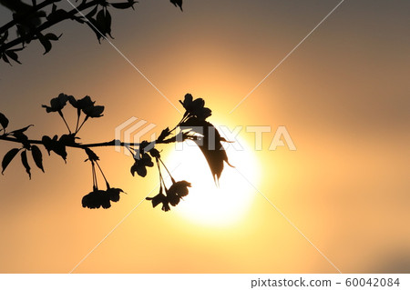 Sunset, cherry blossom evening view [6-3] 60042084
