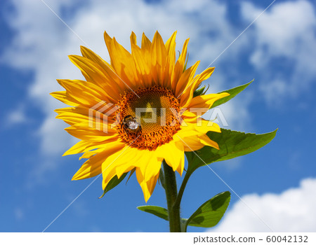 Yellow sunflower with bumblebee under sunlight 60042132