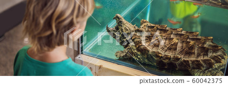 Little kid boy admire big turtles in terrarium through the glass BANNER, LONG FORMAT 60042375
