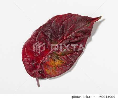 Fallen leaves dogwood Fallen leaves dogwood 60043009