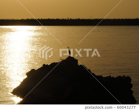 One sea bird leisurely in the morning 60043277