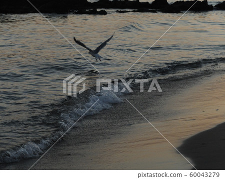 Flying seagull 60043279