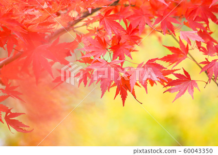 Autumn leaves of the park 60043350