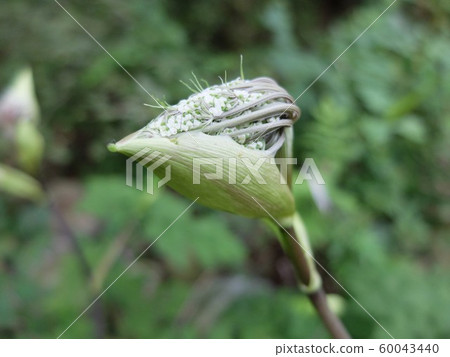 生於鴕鳥鴕鳥 60043440