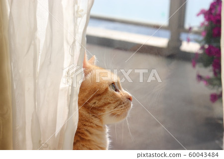 The cat curtain in the sun 60043484