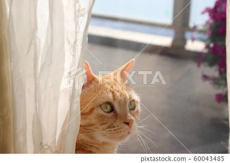 Cat turning around in Hinata box 60043485