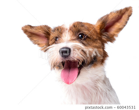 Jack Russell Terrier Puppy Close Up portrait Jack Russell Terrier Puppy Close Up portrait 60043531