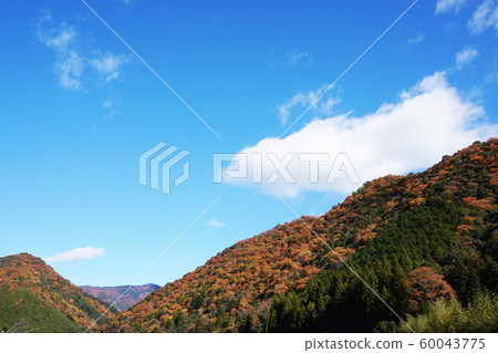 Autumn leaves 60043775