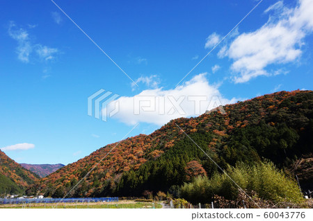 Autumn leaves 60043776