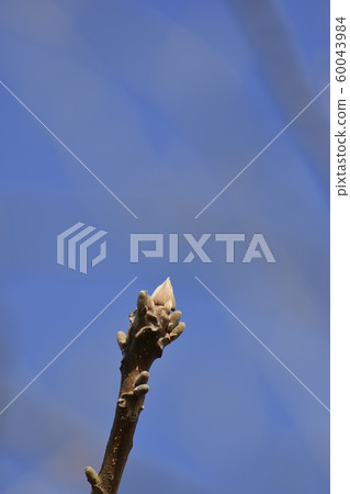Winter bud Winter bud 60043984