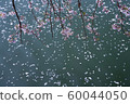 Flower, spring, cherry blossom, water, lake 60044050