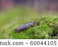 Snail on moss. 60044105