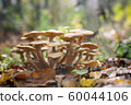 Honey mushrooms - Armillaria recorded on blurred 60044106