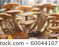 Honey mushrooms - Armillaria recorded on blurred 60044107