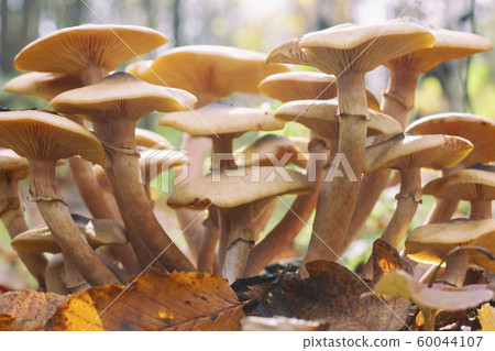 Honey mushrooms - Armillaria recorded on blurred 60044107