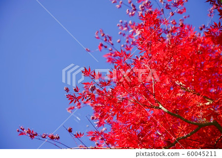 秋葉茨城縣水戶市 60045211