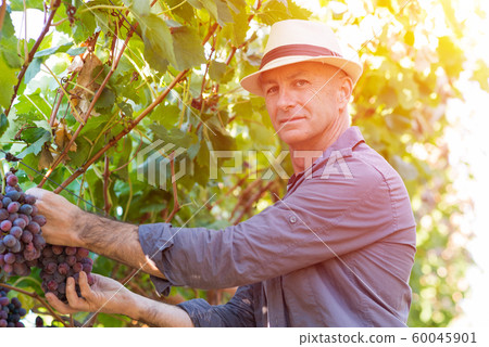 Winegrower man in straw hat picking ripe grapes Winegrower man in straw hat picking ripe grapes 60045901