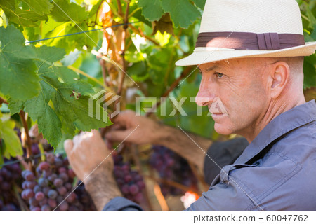 Winegrower man in straw hat picking ripe grapes Winegrower man in straw hat picking ripe grapes 60047762