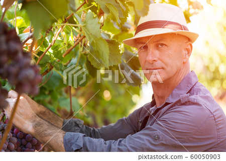 Winegrower man in straw hat picking ripe grapes Winegrower man in straw hat picking ripe grapes 60050903