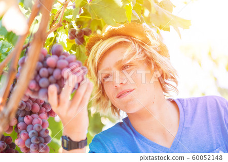 Young winemaker in straw hat examining grapes 60052148
