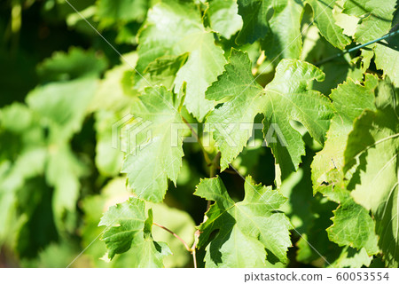 Green leaves of grapes at sunlight. Green leaves of grapes at sunlight. 60053554