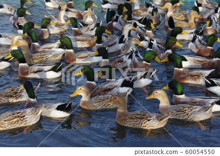 Waterfowl 60054550