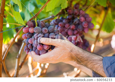 Close-up male hands picking bunch of red grapes Close-up male hands picking bunch of red grapes 60056233