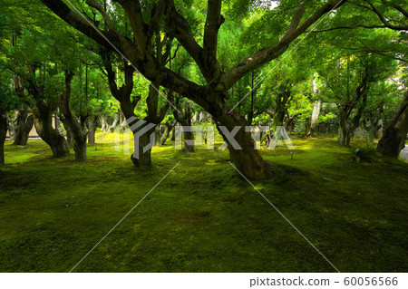 Summer garden of summer 60056566