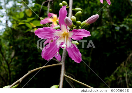 Tortricotica flowers 60056638