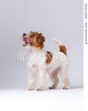 Jack Russell Terrier in studio Jack Russell Terrier in studio 60057030