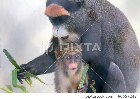 兄弟猴家庭 60057248