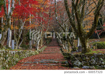 Chicken foot temple Autumn leaves Chicken foot temple Autumn leaves 60057320