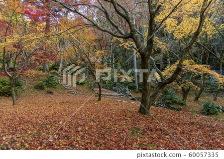 Chicken foot temple Autumn leaves Chicken foot temple Autumn leaves 60057335