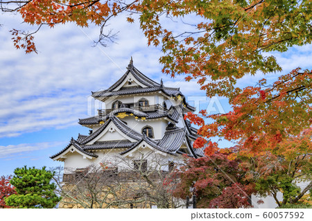 彥根城秋天的落葉 彥根城秋天的落葉 60057592