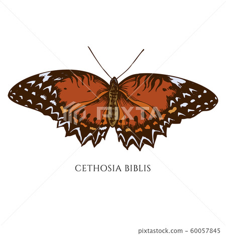 Vector set of hand drawn colored cethosia biblis 60057845