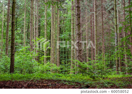 Woodland area of Granitz with European beech and sessile oak 60058052