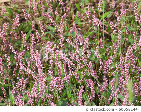 Persicaria longise 60058144
