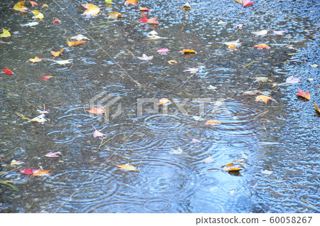 雨水和落葉的和諧 雨水和落葉的和諧 60058267